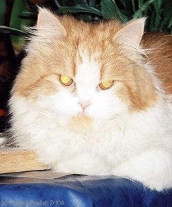 aging cat 