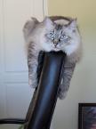cat1