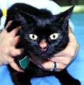 cat abscess