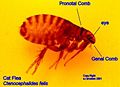 how to get rid of cat fleas 