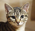 cat health problems