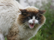 cat health problems