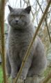 cat health problems